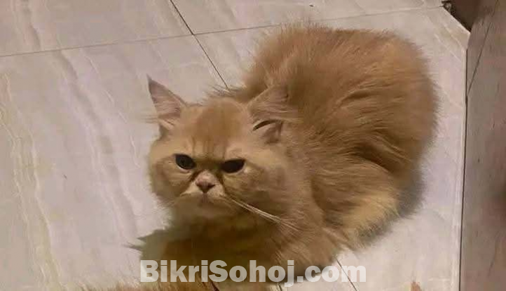 Persian cat